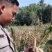 Bhabinkamtibmas Polsek Tanjung Palas Cek Lokasi Lahan Jagung yang Mengalami Gagal Panen 