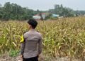 Dukung Ketahanan Pangan Nasional, Bhabinkamtibmas Polsek Sekatak Dampingi Petani Panen Jagung di Desa Maritam