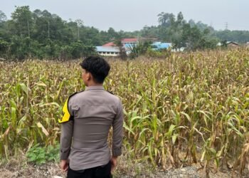 Dukung Ketahanan Pangan Nasional, Bhabinkamtibmas Polsek Sekatak Dampingi Petani Panen Jagung di Desa Maritam