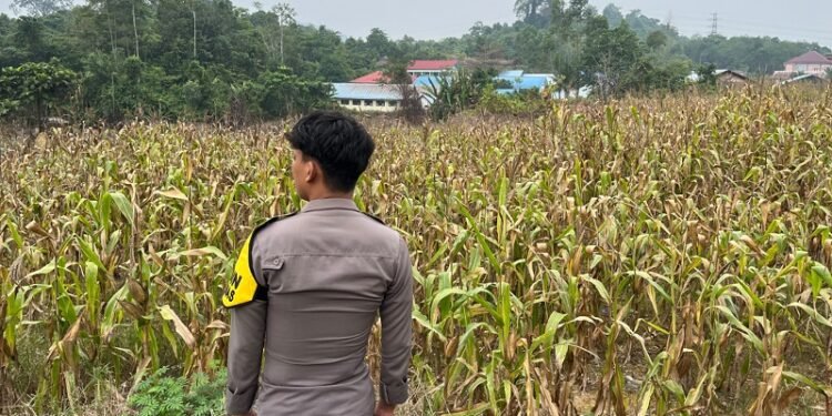 Dukung Ketahanan Pangan Nasional, Bhabinkamtibmas Polsek Sekatak Dampingi Petani Panen Jagung di Desa Maritam