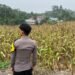 Dukung Ketahanan Pangan Nasional, Bhabinkamtibmas Polsek Sekatak Dampingi Petani Panen Jagung di Desa Maritam